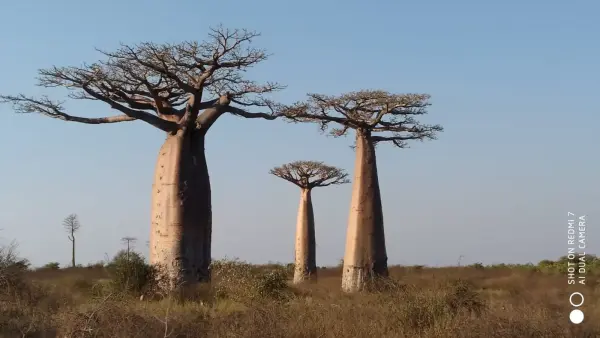 Madagascar di Antonello Bacci