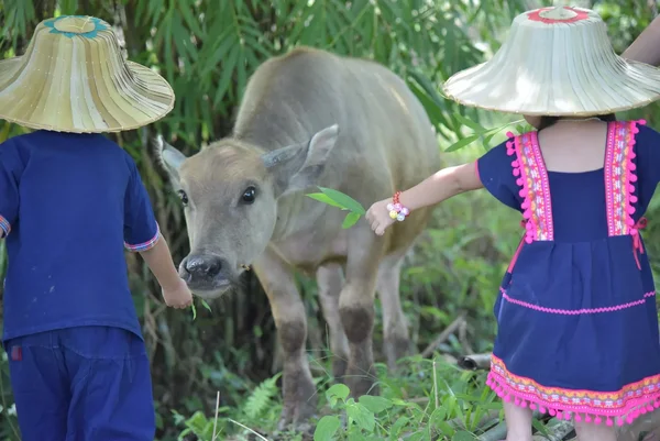 Ahsa_Farm_Stay_Animals_Buffalo_Baby_06_GuestCHD