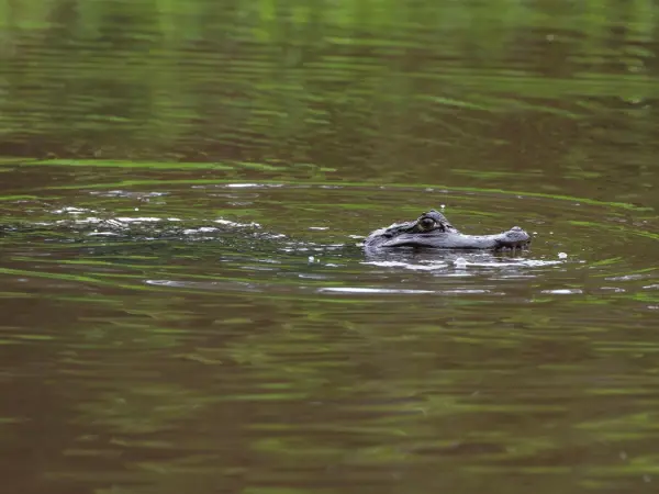 Caiman_ecuador