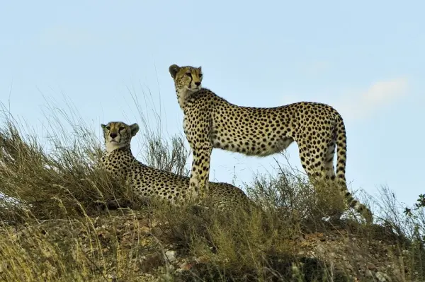 cheetahs-802897_960_720