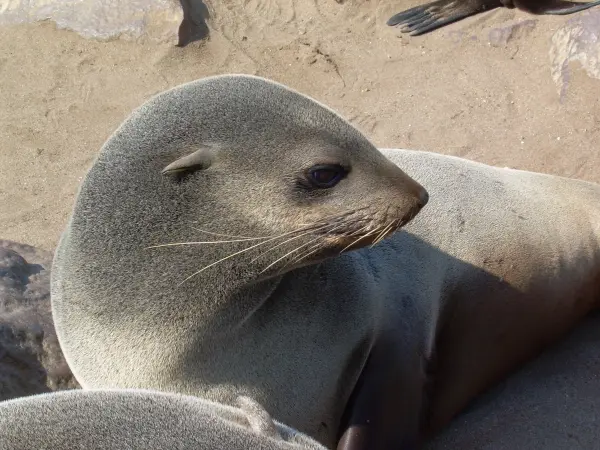 Namibia, Cape Cross