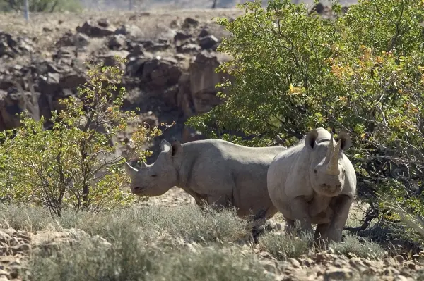 Dana Allen, Desert Rhino Camp, Palmwag