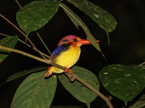 Danum_Valley_bird