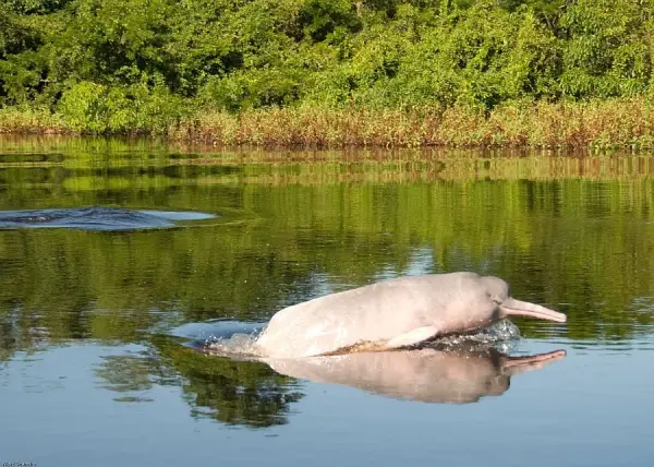 Amazzonia, delfino rosa