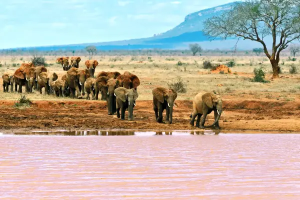 Elefanti_africani_parco_di_tsavo