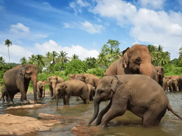 elephants_sri_lanka