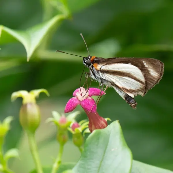 Farfalla_Ecuador