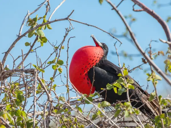 Galapagos_fregata