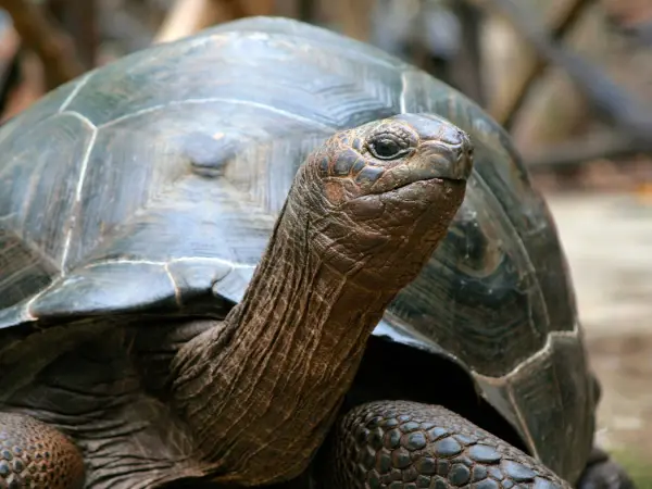 Galapagos_giant_turtle