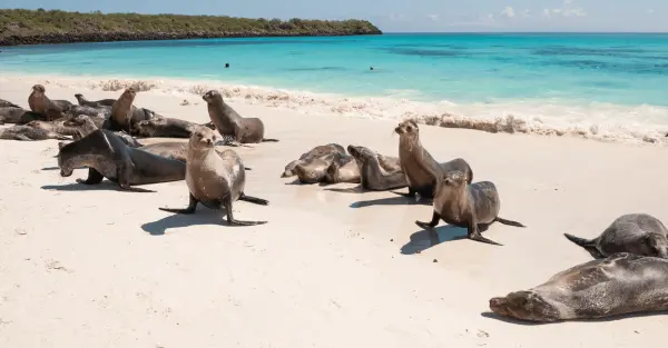 Galapagos_seal_slider