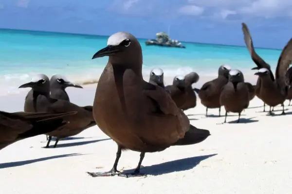 galapagosbirds-brownnoddy2