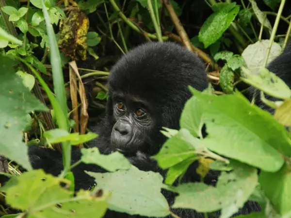 Baby gorilla