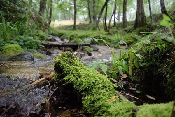 Hokkaido, boschi