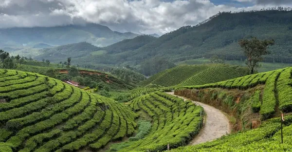 india_munnar