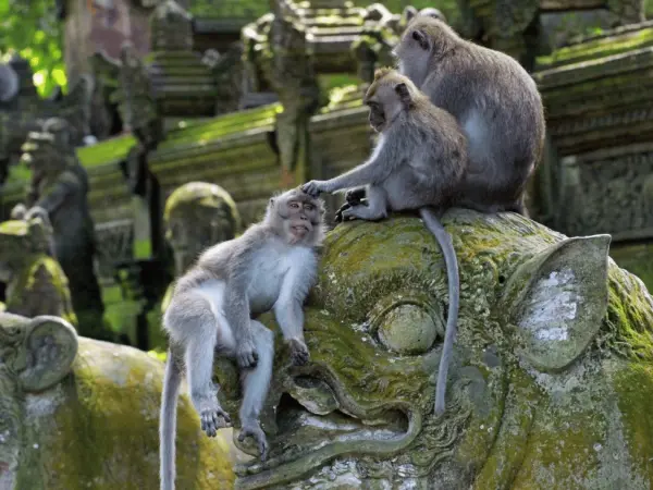 Indonesia_monkey_forest_bali