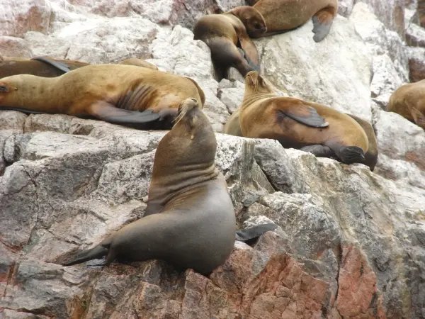 Isole Ballestas