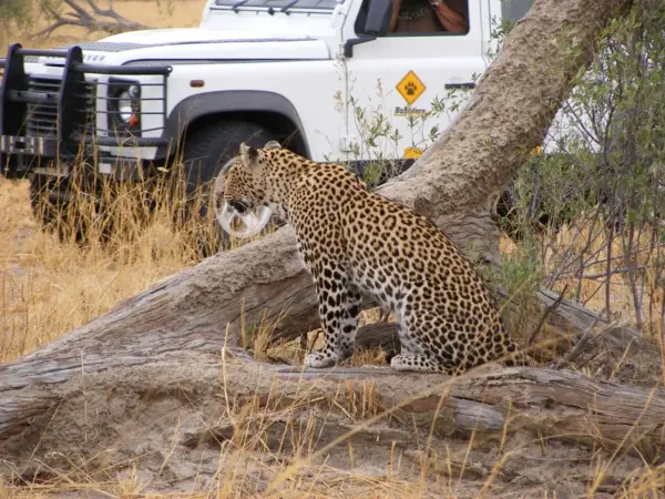 leopard2