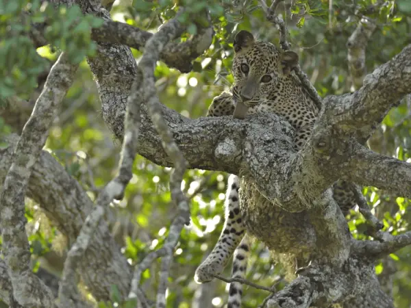 leopard_sri_lanka__1_