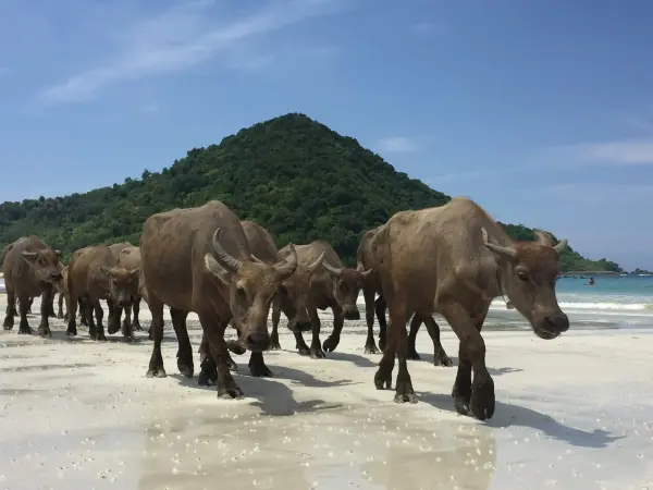 lombok_selong_belenak_beach