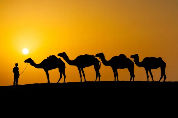 Magic_Arabia_Camels_tramonto