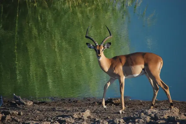 Namibia, Springbok, Etosha National Park