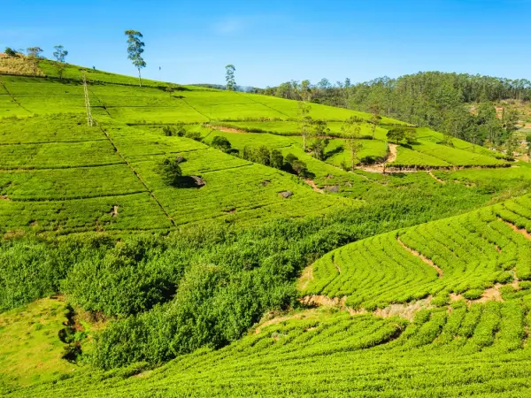 Nuwara_Eliya_tea