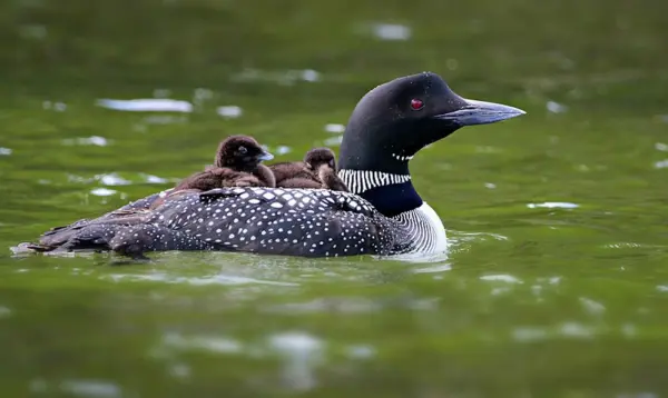 Pyna-Tee-loon-chicks-on-adult