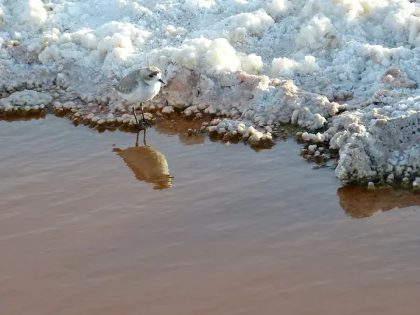 San Pedro de Atacama, salina