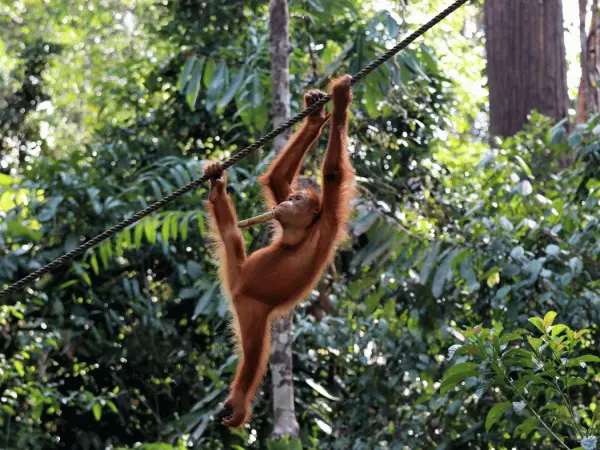 Semenggoh_Orang_Utans_Rehabilitation_Centre