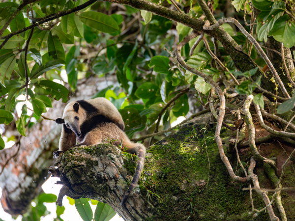 tortuguero_1