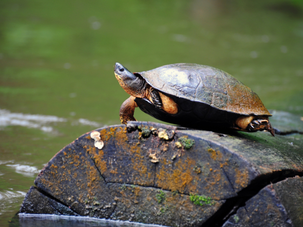 tortuguero_2