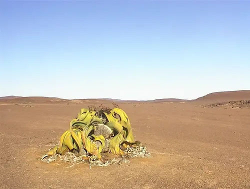 Namibia, Welwitschia mirabilis