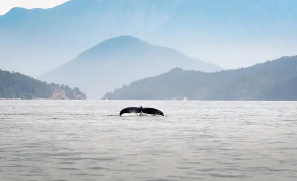 whale_canada_day_11__1_