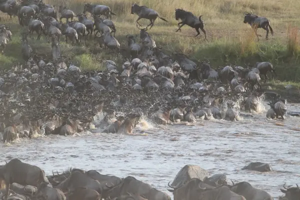 wildebeest-migration-2322110_960_720