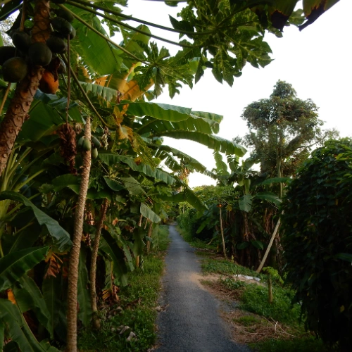 an-binh-island