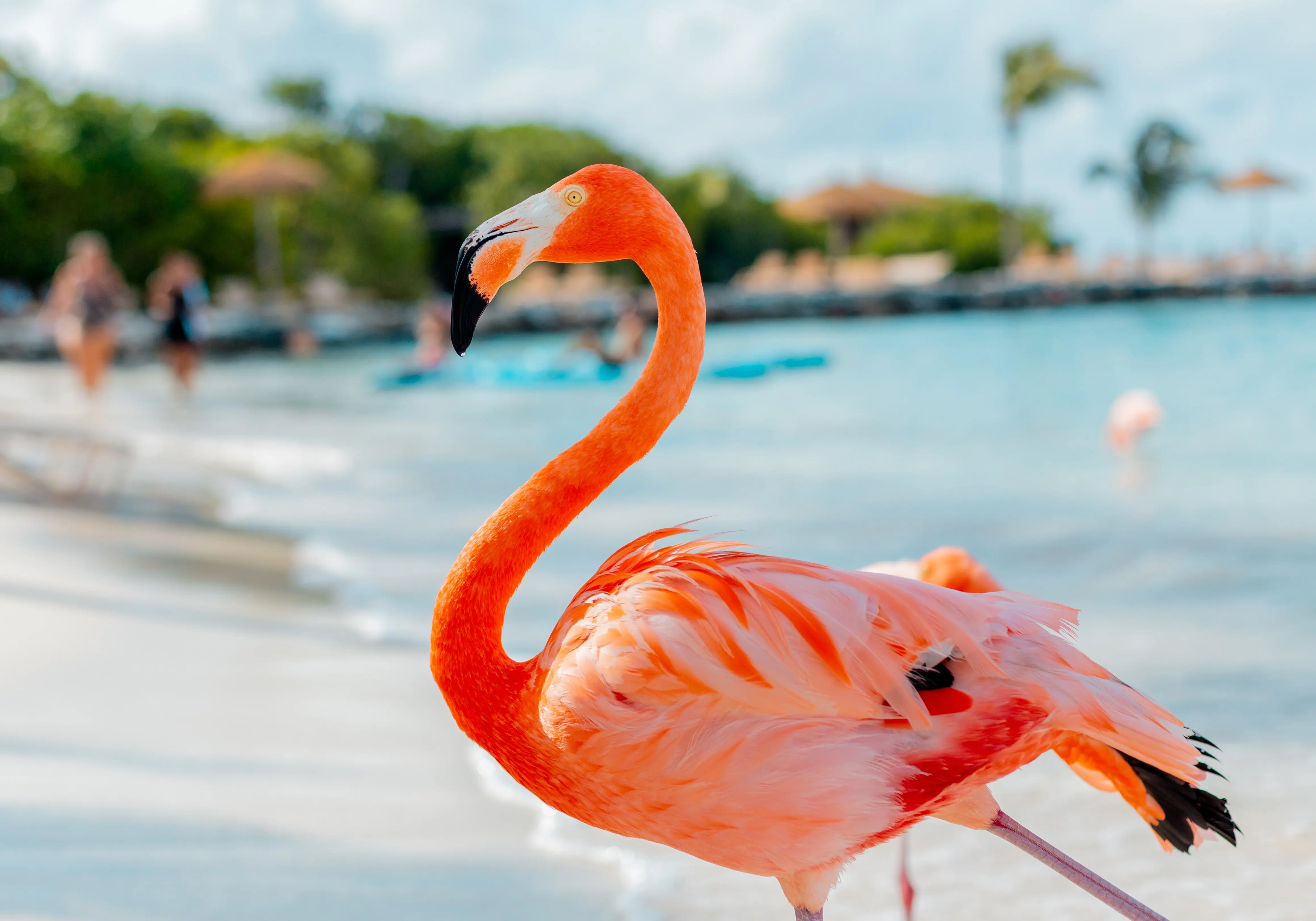 aruba_flamingo