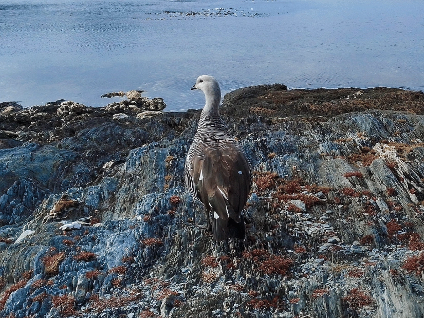 bahia_ensenada_bird