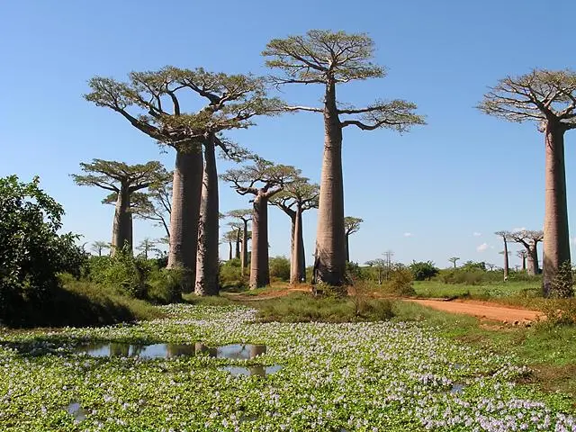 Baobab