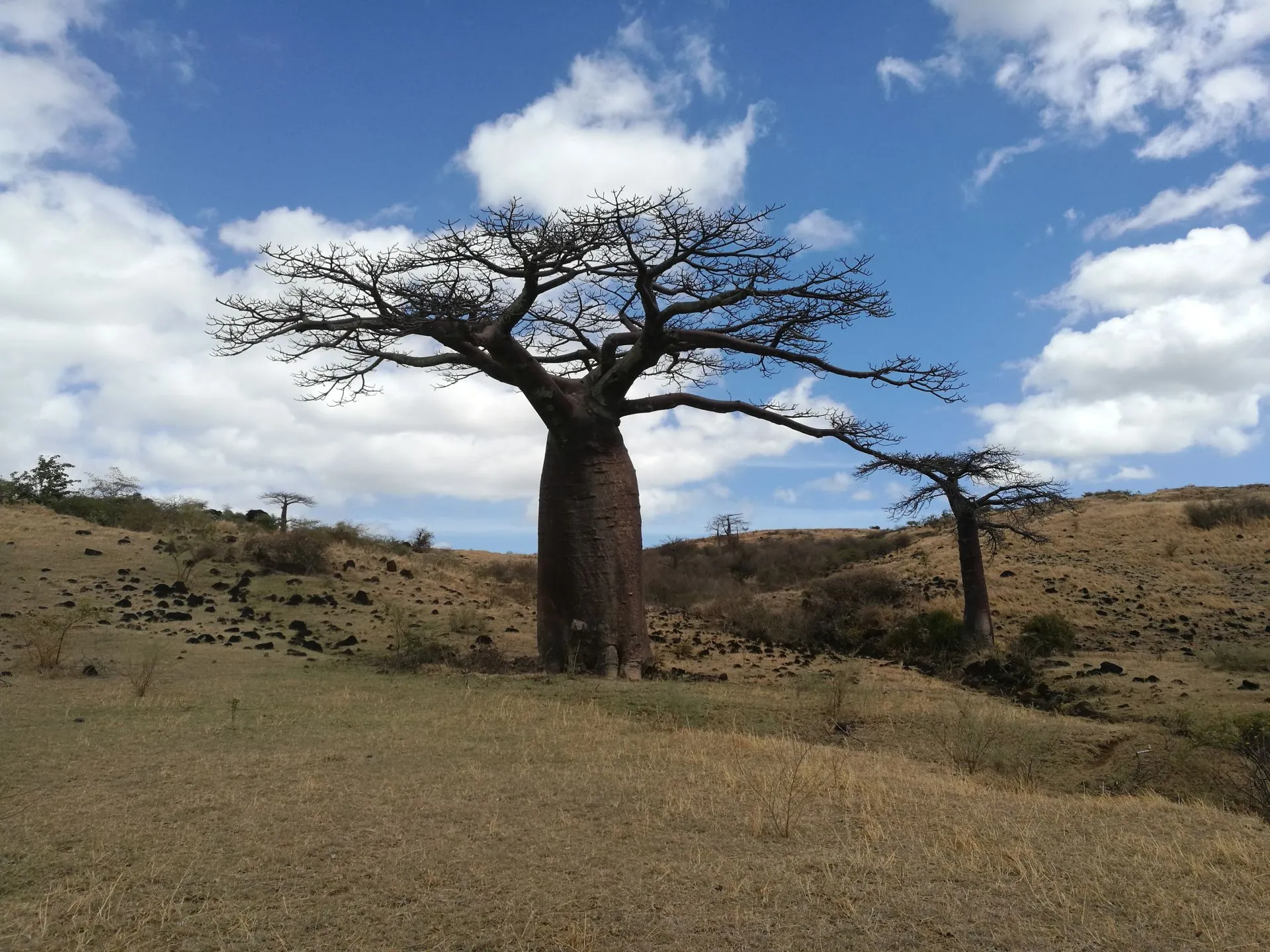 baobab_foresta