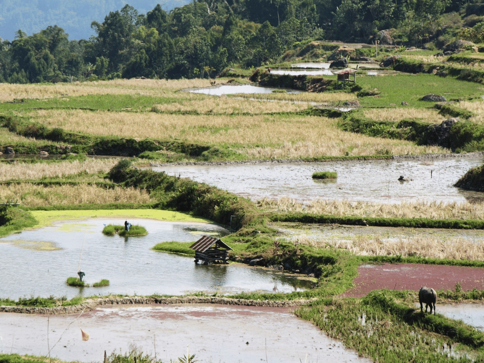 Batutamonga_Indonesia