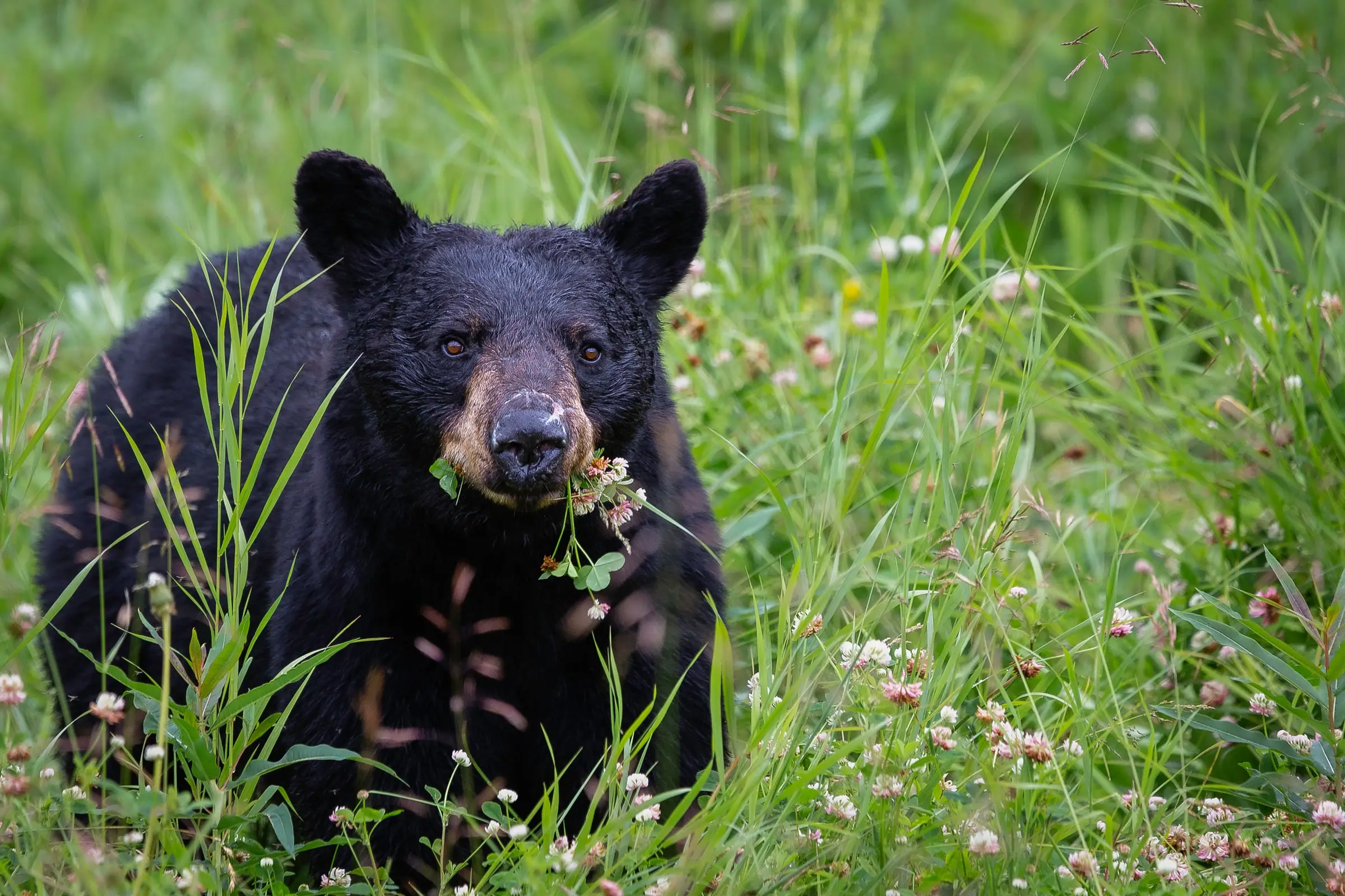 britishcolumbia-generalgallery