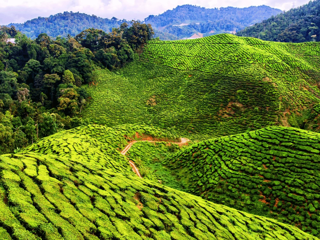 Cameron_Highlands