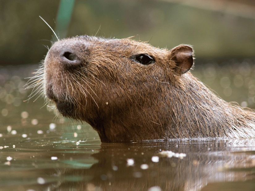 capybara-ibera_