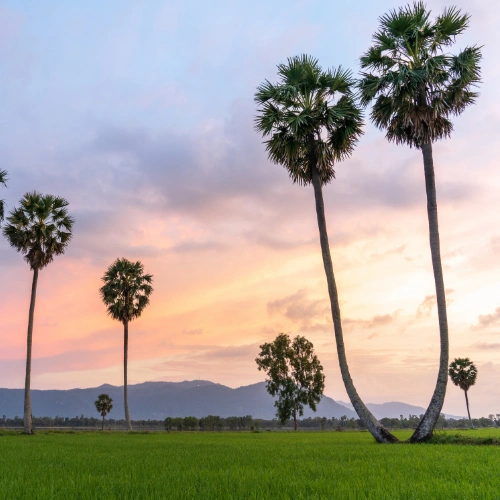 chau-doc