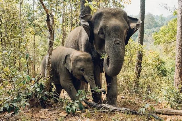 chiang-mai-elephant