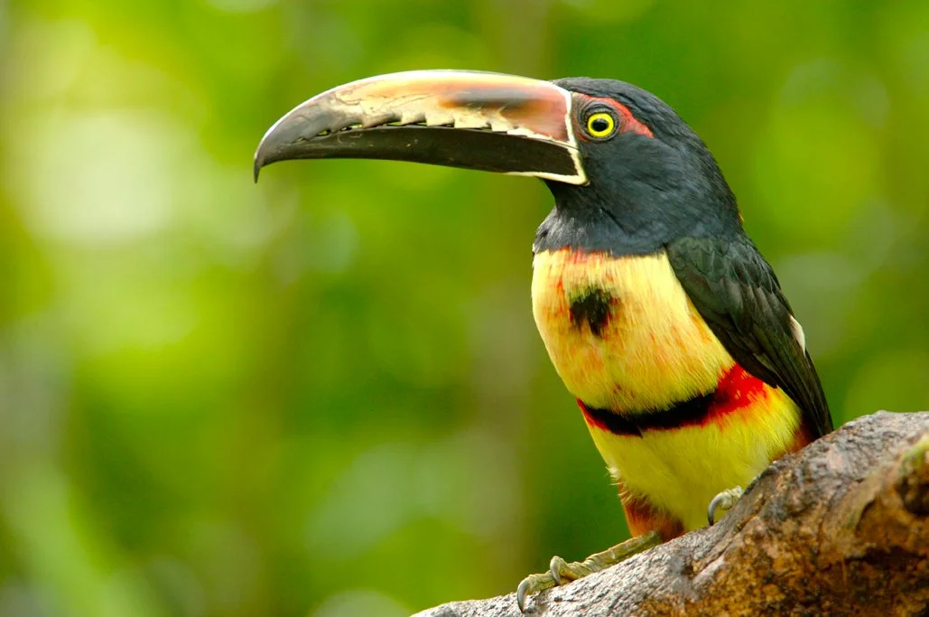 CostaRica_SelvaVerde_Lodge___Reserve