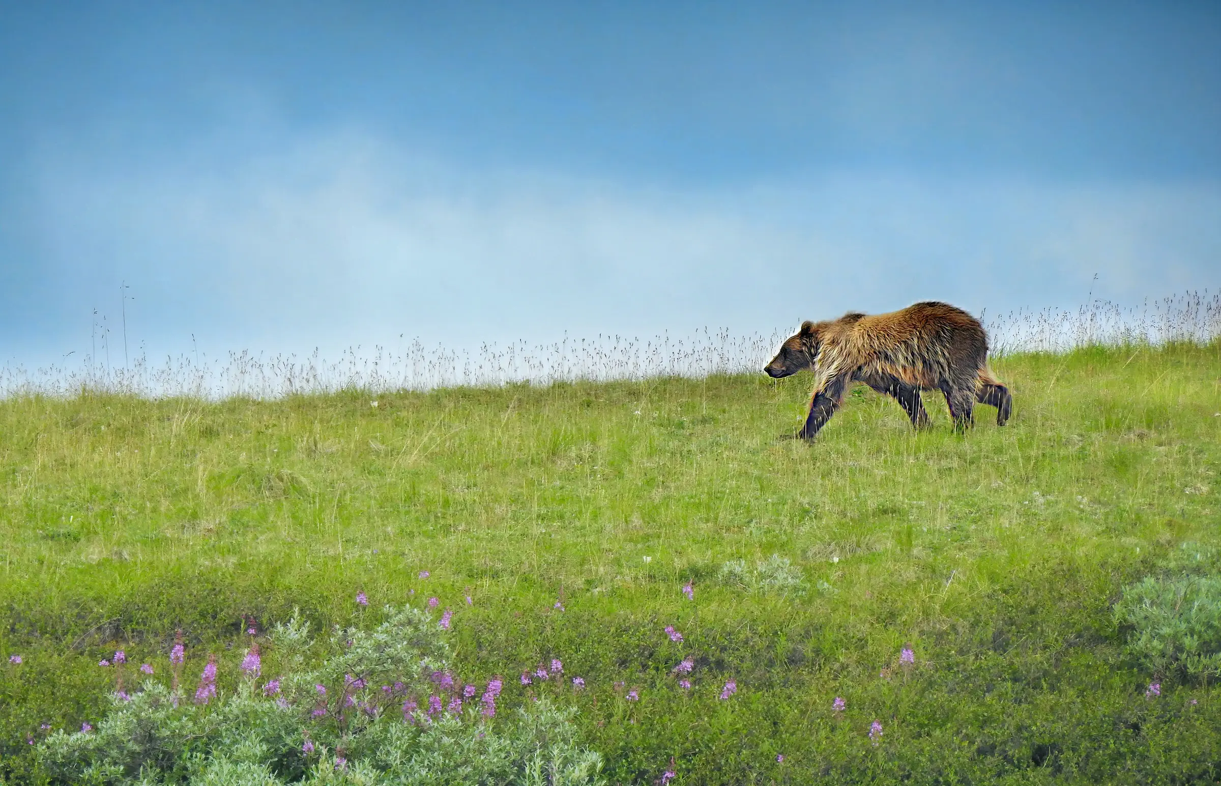 Denali_National_Park