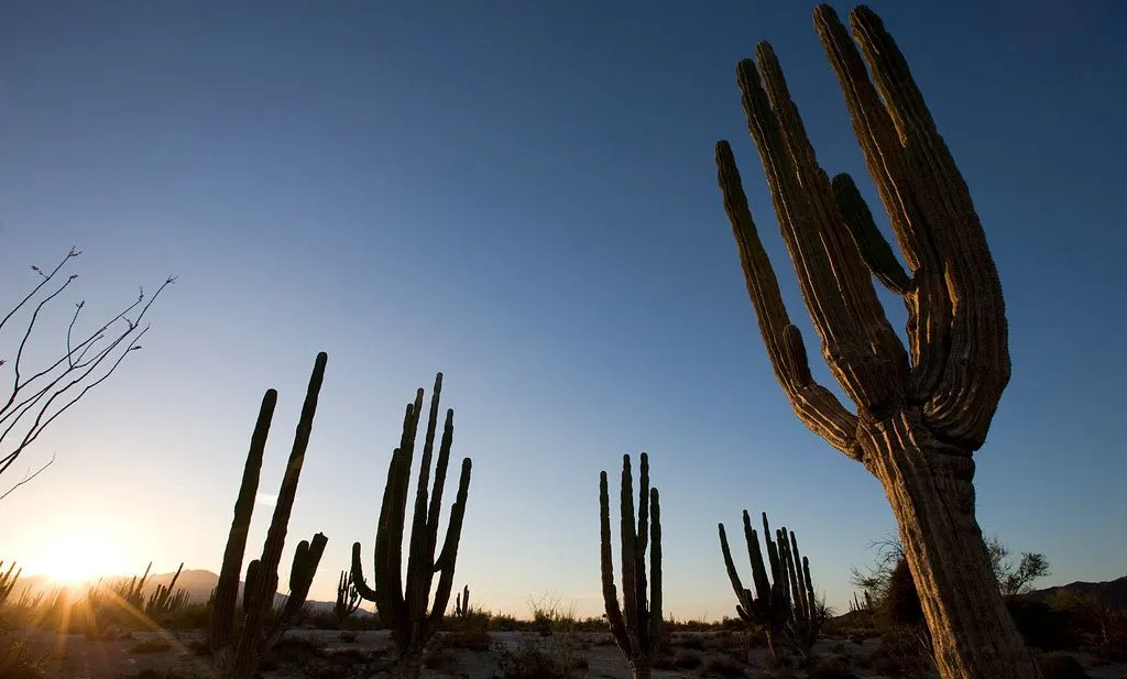 deserto