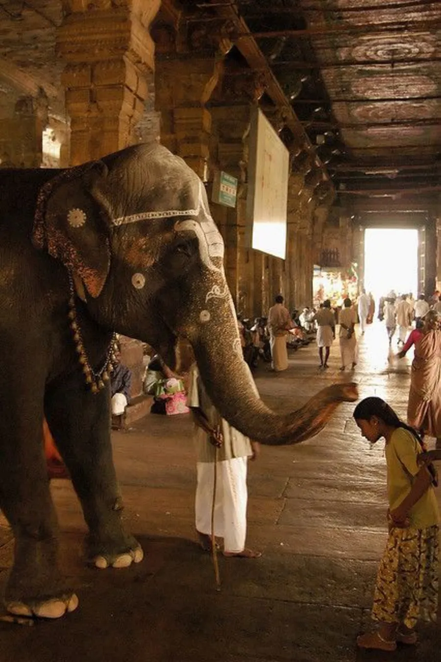 india_elephant_blessing