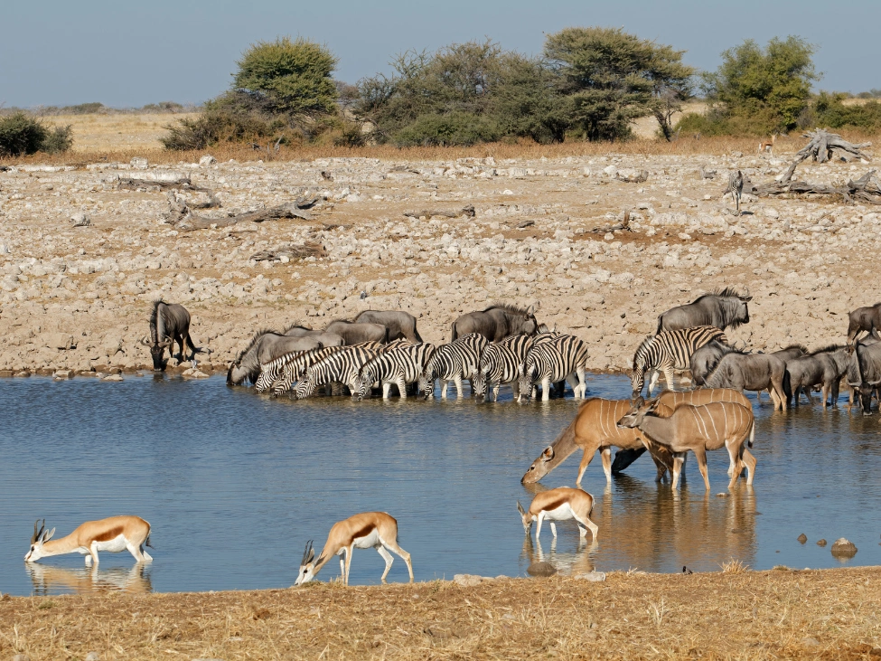 etosha_2